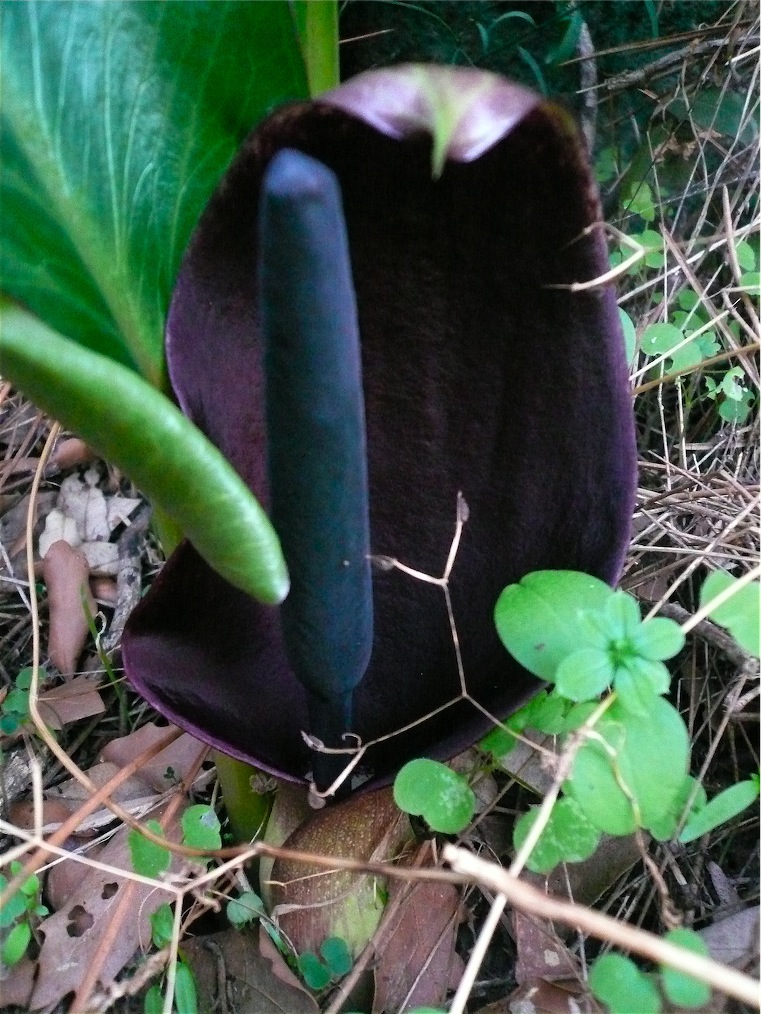 Arum pictum / Gigaro punteggiato